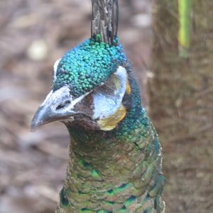 Javan Green peacock