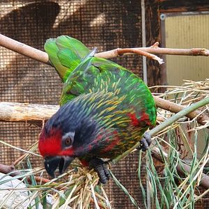 Yellow streaked lory