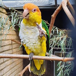 southern white bellied caique