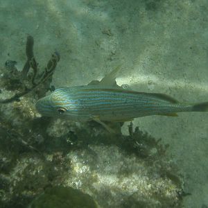 Blue striped grunt (Haemulon sciurus)