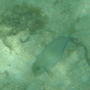 Ocean surgeonfish (Acanthurus bahianus)