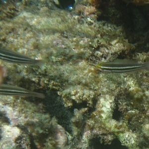 Juvenile striped parrotfishes (Scarus iseri)
