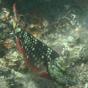 Stoplight parrotfish (Sparisoma viride)