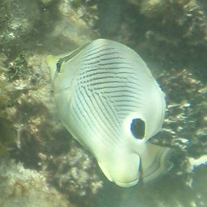 Foureye butterflyfish (Chaetodon capistratus)