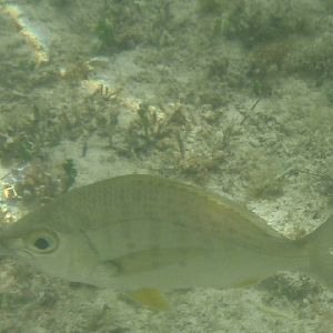 Yellowfin mojarra (Gerres cinereus)