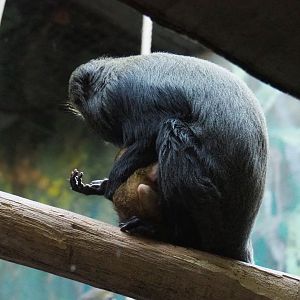 Hamlyn's monkey with baby (Cercopithecus hamlyni), 2020-09-20