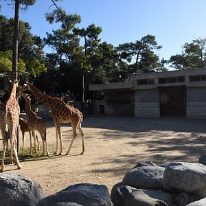 Kordofan Giraffe enclosure