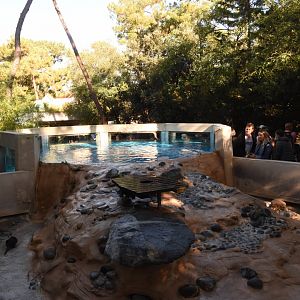 Small-clawed Otter enclosure