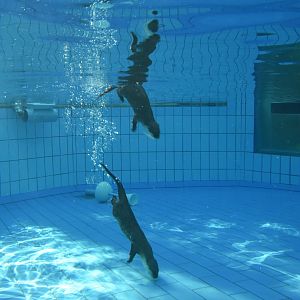 Small-clawed Otter underwater viewing