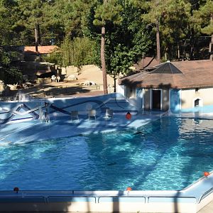 Californian Sea Lion pool