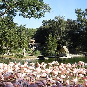 Chilean Flamingo and White-handed Gibbon island