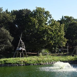 Red-ruffed Lemur island