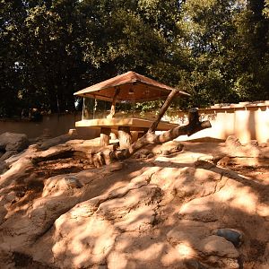 Meerkat enclosure