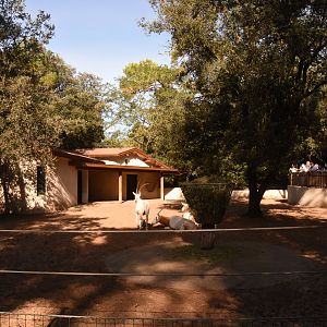 Scimitar-horned Oryx enclosure