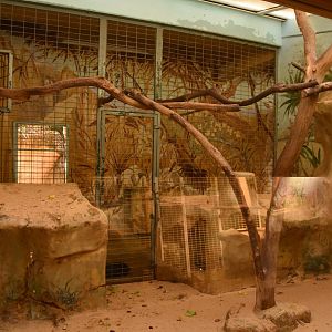 Typical guenon indoor enclosure