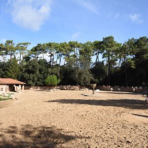White Rhino, Grevy's Zebra & Scimitar-horned Oryx enclosure
