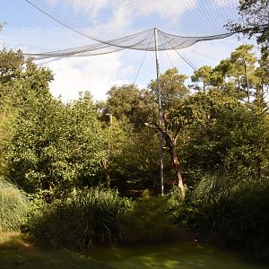 Scarlet Ibis aviary