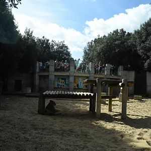 Lion enclosure