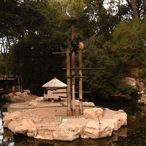 Golden-cheeked Gibbon island