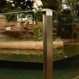 Nile crocodile enclosure