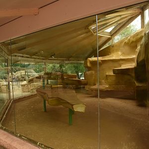 Pig-tailed Macaque indoors