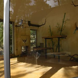 Leopard indoors (see cat for scale)