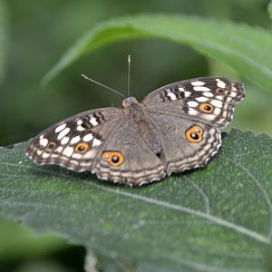 ID Please? taken at Butterfly Farm