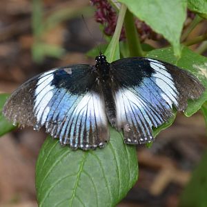 ID Please? taken at Butterfly Farm