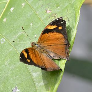 ID Please? taken at Butterfly Farm