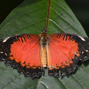 ID Please? taken at Butterfly Farm