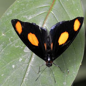 ID Please? taken at Butterfly Farm
