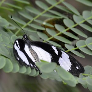 ID Please? taken at Butterfly Farm
