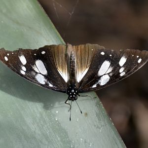 ID Please? taken at Butterfly Farm