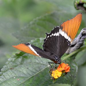 ID Please? taken at Butterfly Farm