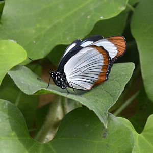ID Please? taken at Butterfly Farm