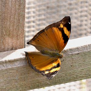 ID Please? taken at Butterfly Farm
