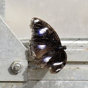 ID Please? taken at Butterfly Farm