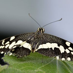 ID Please? taken at Butterfly Farm