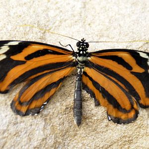 ID Please? taken at Butterfly Farm