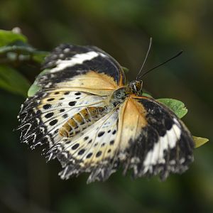 ID Please? taken at Butterfly Farm