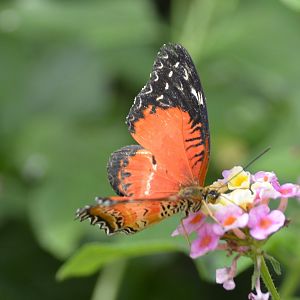ID Please? taken at Butterfly Farm