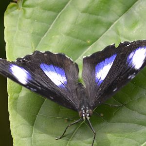 ID Please? taken at Butterfly Farm