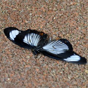 ID Please? taken at Butterfly Farm