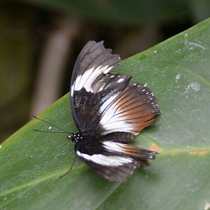 ID Please? taken at Butterfly Farm