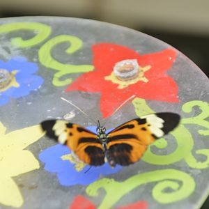 ID Please? taken at Butterfly Farm
