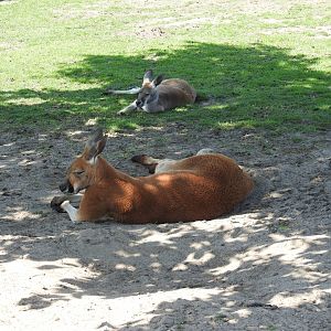 Red kangaroo