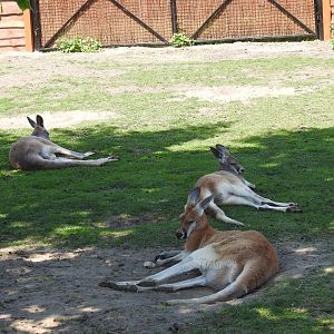 Red kangaroo