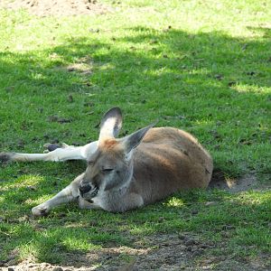 Red kangaroo
