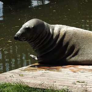European seal-male David