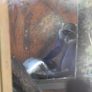 White-throated guenon